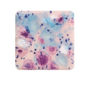 CG-998 Rožinė fėja (Pink pixie)