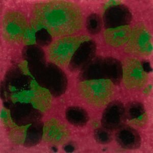 CG-1005 Kaštonų lagūna (MAROON LAGOON)