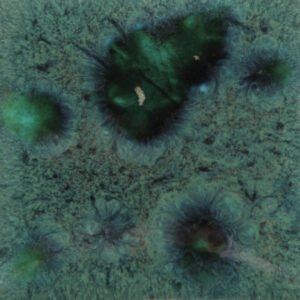 CG-713 Povo žalumo (PEACOCK GREEN)