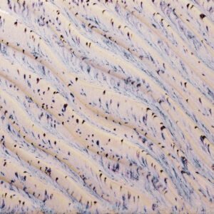 PCF-16 Pašvaistės vėjo (AURORA BREEZE)